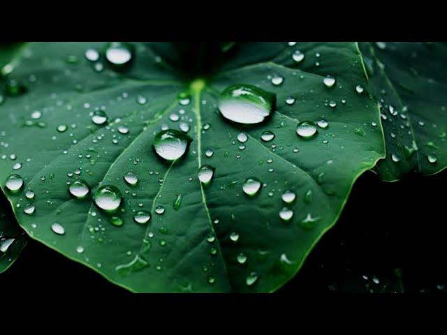 Soft Sound for Relaxing - Beautiful Piano Music, Sleeping Music, Rain, Nature, ASMR