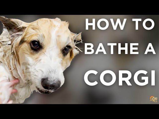 Corgi Bath & Blow Dry Tutorial | At Home Dog Grooming