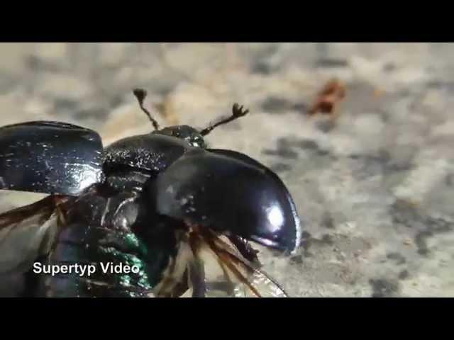 Lead Zeppelin The Flightless Beetle