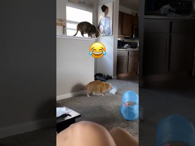 Interesting pet videos! #cat #dog #pets #music #meme #funny