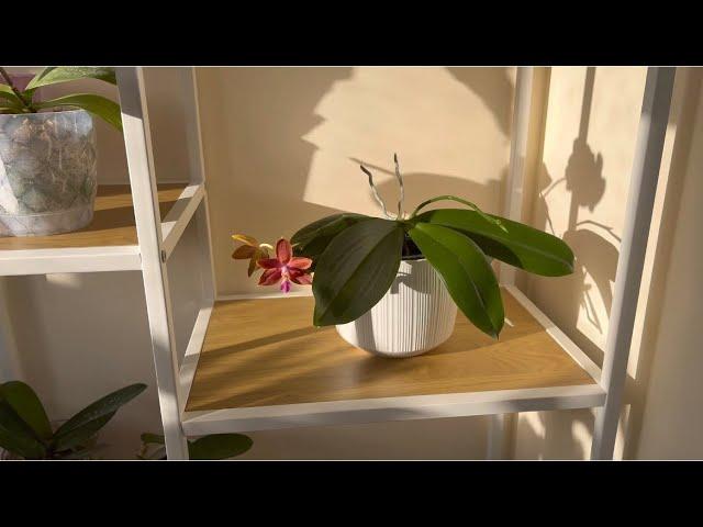 My secret to coziness on the balcony is a new shelving unit from Jysk!