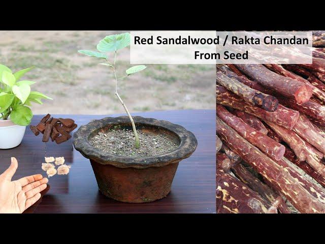 Grow Red Sandalwood Tree at home | लाल चन्दन उगाएं घर पे | रक्त चन्दन | Laal Chandan