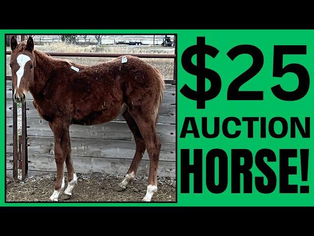 $25 Auction RESCUE horse ~ UNBELIEVABLE ~ 1 year Transformation! ️ Scarlet's Story ️