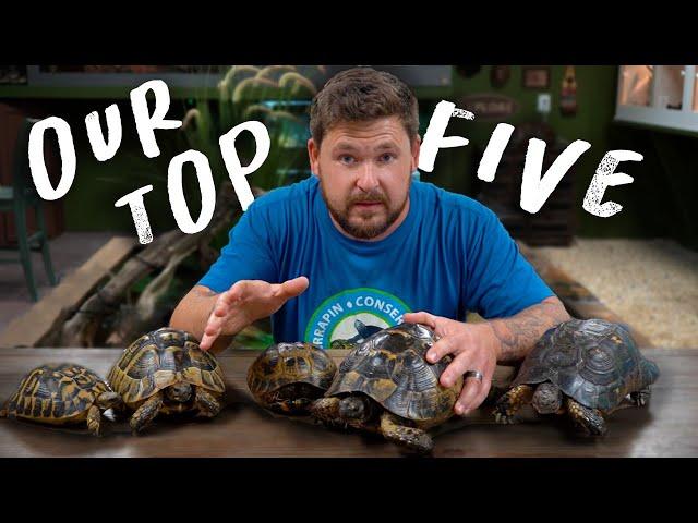 TOP 5 BEST TORTOISE SPECIES (Hardiest & Easiest)