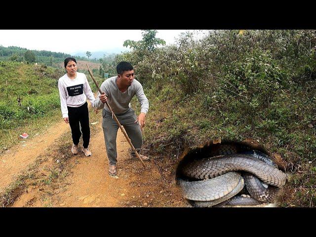 Visit the trap to find the giant cobra's crazy attack | KingCobra Hunter