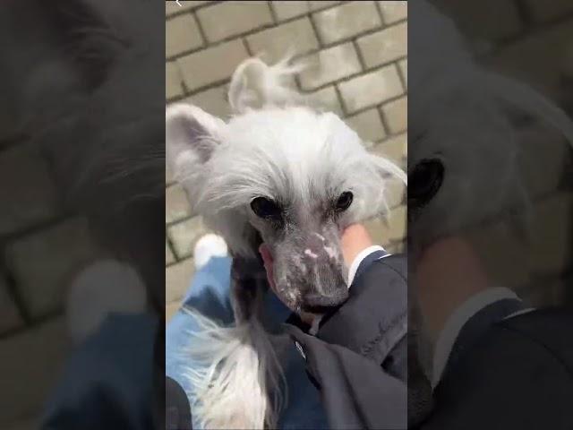 Мои собаки