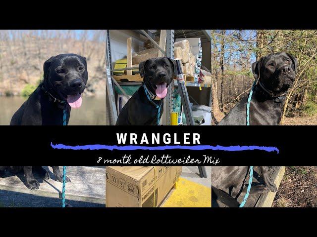 Pennsylvania Dog Trainers ||| OLK9 Lehigh Valley ||| 8 Month Old Rottweiler/ Lab Mix, Wrangler