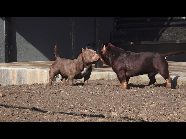 Color Bomb Bullies Lilliput, micro american bully female