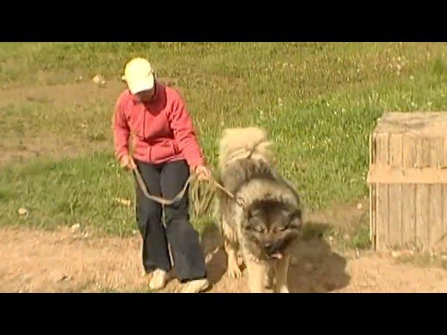 Кавказская овчарка - древнейшая, пастушья и сторожевая собака