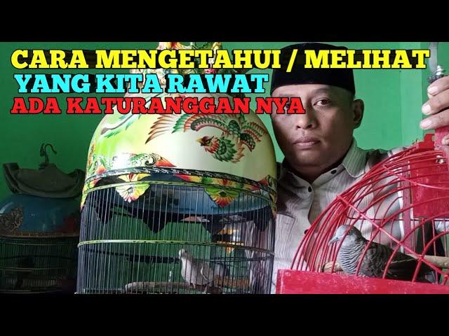 CARA MELIHAT PERKUTUT LOKAL ADA KATURANGGAN!!!