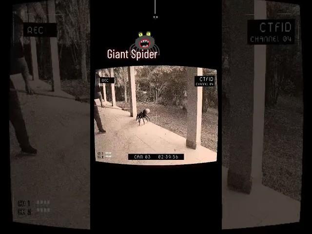 Scariest things caught on camera  || Giant Spider #shorts #giant #scary