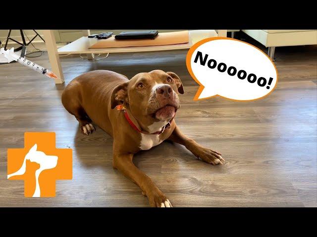 We took Penny to the vet and it ended badly!