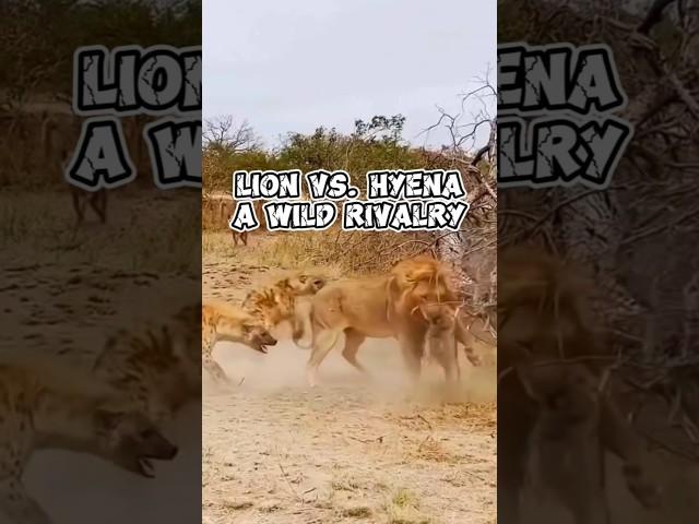 Lion vs. Hyena: A Wild Rivalry