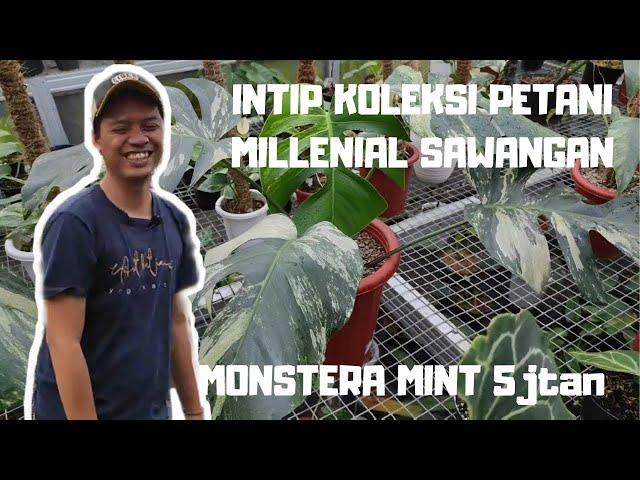 MONSTERA MINT 5 jutaan ??? INTIP KOLEKSI TANAMAN VARIEGATA PETANI ANAK MUDA MILLENIAL.