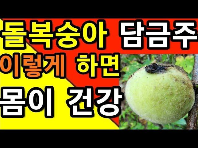 돌복숭아~담금주!,이렇게,담아서,먹으면,혈액순환~최고!,몸을,건강하고,가볍게,만든다                           돌복숭아,개복숭아,산도,@WellbeingTV