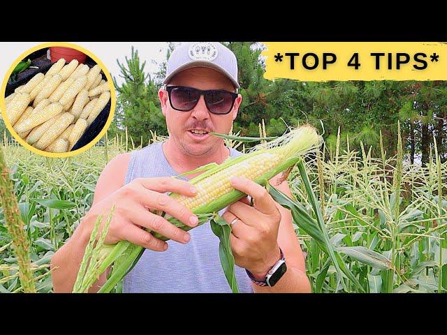 HOW TO GROW A PERFECT EAR OF CORN!