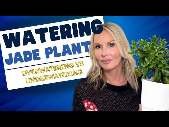 JADE plant WATERING (overwatering VS underwatering) OVERWATERED jade plant | MOODY BLOOMS