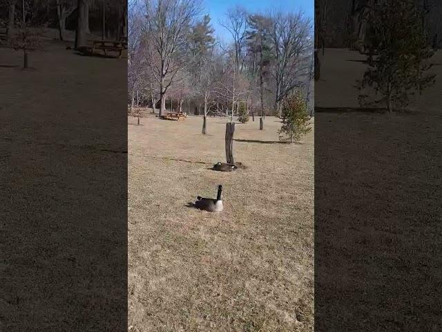 Don’t disturb us!! #canadiangoose #sunnyday #naturelovers