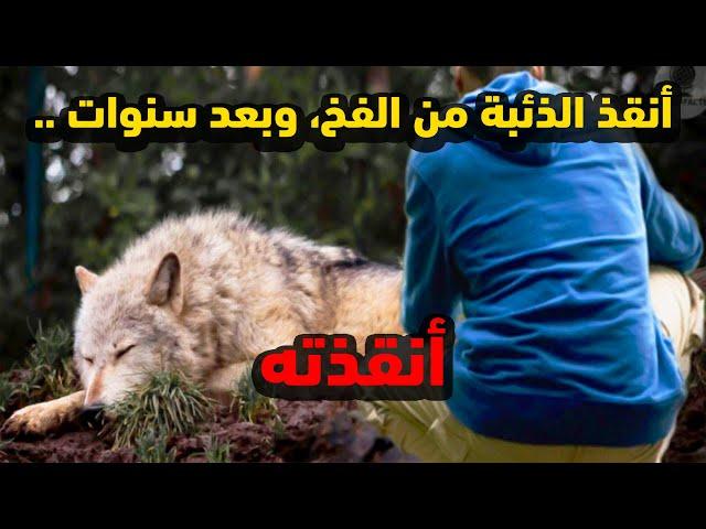 رجل أنقذ أنثى ذئب وقعت في فخ ، ثم بعد سنوات قليلة أنقذت حياته