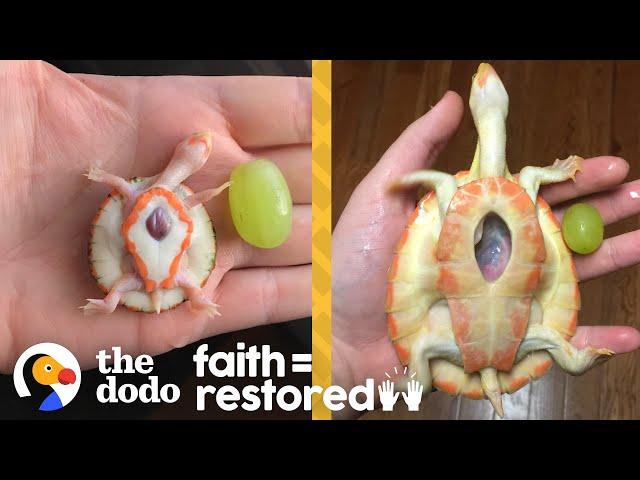 Exposed Heart Turtle Flaps Her Arms Whenever Her Dad Comes Near Her Tank | The Dodo Faith = Restored