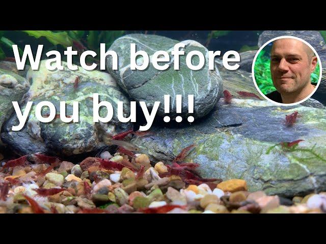 5 Essential Red Cherry Shrimp Buying Tips - WATCH THIS BEFORE YOU BUY YOUR NEXT SHRIMP!