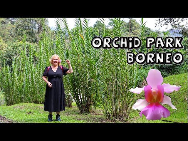 Sarawak Orchid Garden with Towering Vandas & Bamboo Orchids