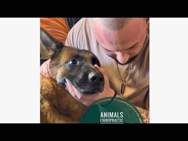 Animals Chiropractic  #chiropractic #dogs #animals #köln #foryou #asmr