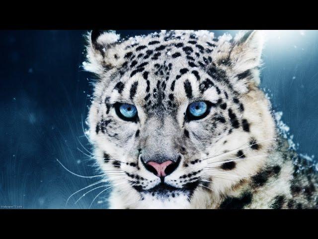 Awesome Animals HD 1080p & 3D