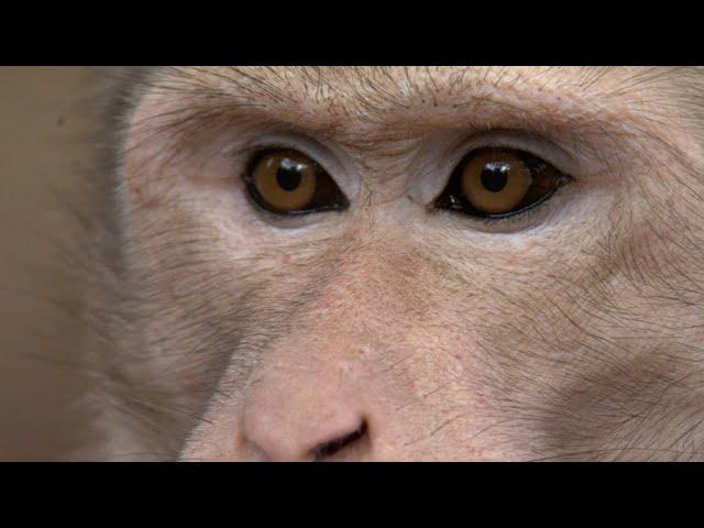 30 Minutes of Incredible Primate Moments