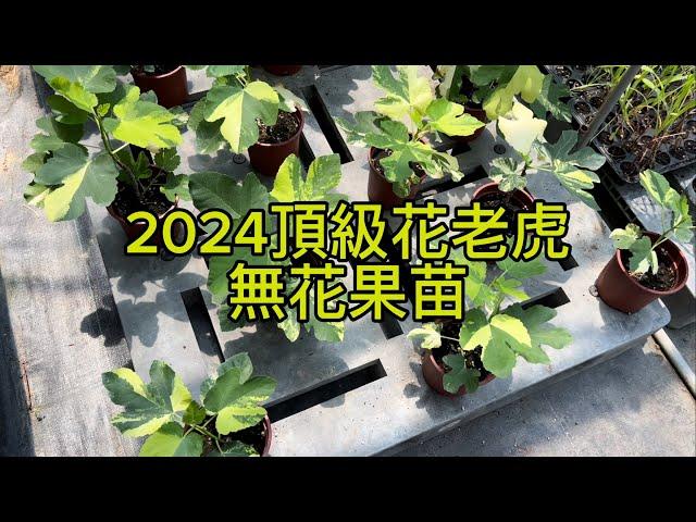 頂級「花虎」無花果苗！賞葉大果豐產，極品夢幻品種2024最新高壓苗上架！