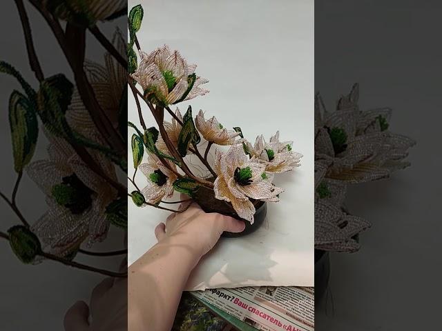 цветы "Магнолия"