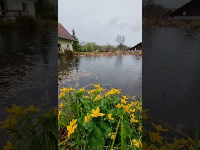 Nature Natural Sounds #rain #birdsounds #rainsounds #asmrsounds #people #flowers  #healingsounds