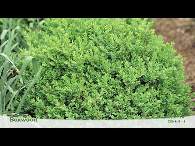 8 Deer Proof Shrubs