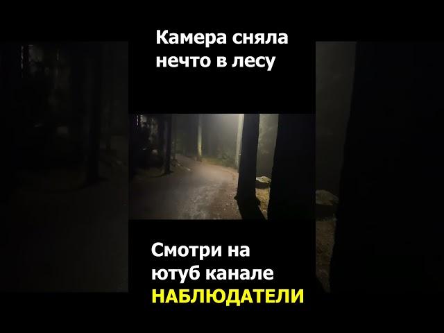 Камера сняла нечто в лесу. #shorts  #наблюдатели #truecrime  #трукрайм #история  #мистика  #кино