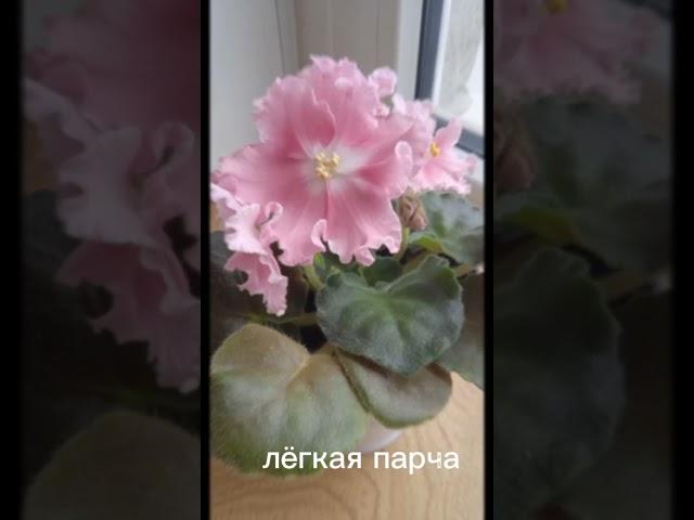 фиалки. цветение 25.03.2023