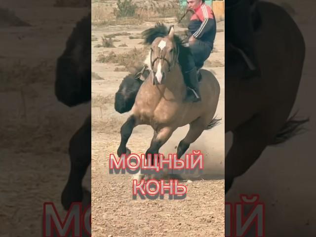 СИЛЬНЫЙ И БЫСТРЫЙ КОНЬ #таджикистан #бузкаши #кфх #лошади #buzkashi #hours #худжанд #молбозор