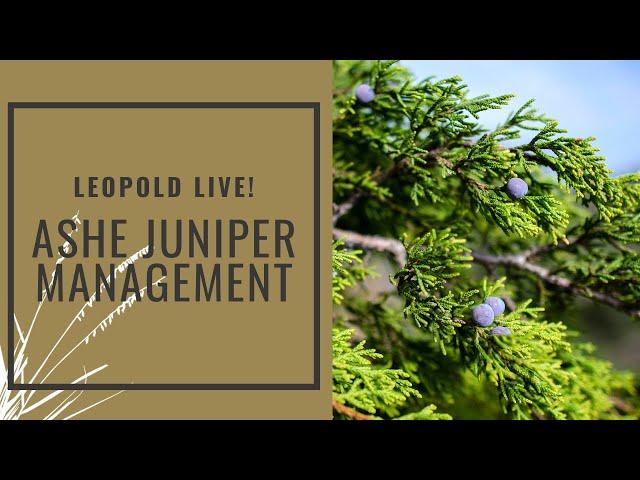 Leopold Live: Ashe Juniper Management