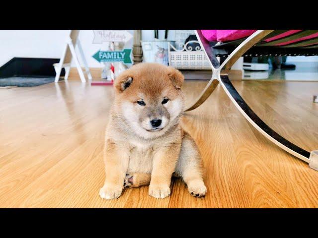 Shiba Inu Puppies Adorable Moments