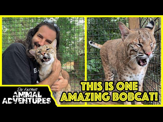 Meet the FRIENDLIEST BOBCAT in the world!