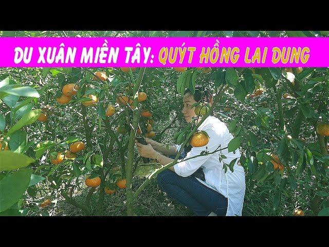 THAM QUAN VƯỜN QUÝT HỒNG LAI DUNG ĐỒNG THÁP - HỒNG THANH FOOD
