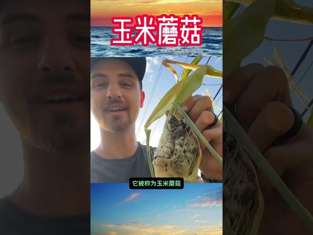 为什么发霉的玉米反而更加贵了 #冷知识 #科普