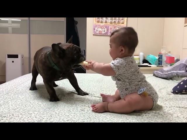 Doggo Steals Baby's Lunch