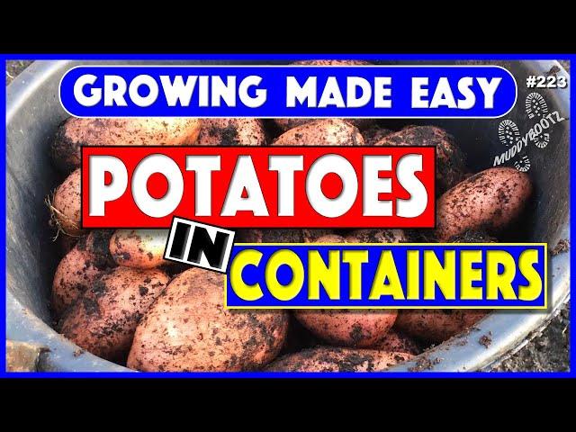 223  GROW POTATOES IN CONTAINERS  GROWING MADE EASY  STEP BY STEP GUIDE 