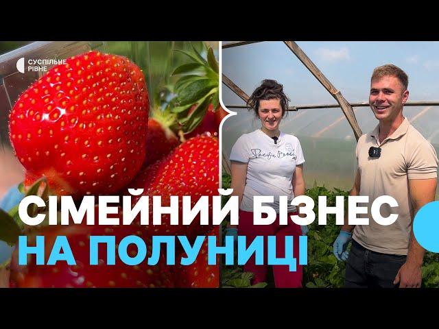 “Цілий рік ми над нею ходимо”: як у селі на Рівненщині роблять бізнес на полуниці