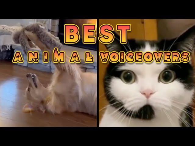 Best Animal Voiceover Compilation Ep. 1