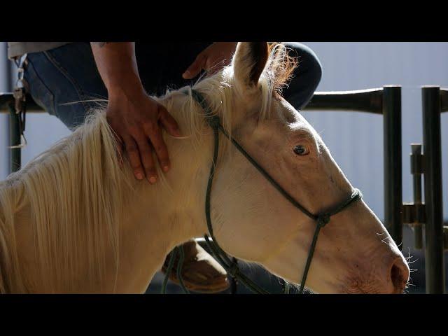 Preparation for Saddling | Porthos | Training Tuesdays