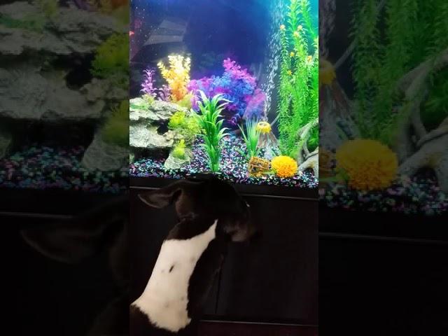 Great Dane Dog Sniffs and Looks Around Aquarium to Try Find and Eat Fish - 1063890-2