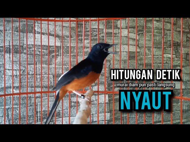 murai batu gacor AMPUH buat PANCINGAN murai batu agar bunyi JADIKAN burung murai gacor EMOSI NYAUT