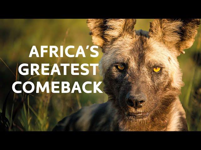 Tracking The Rarest Wild Dogs Across The African Wilderness