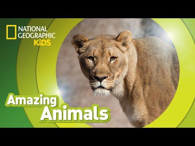 African Lion  | Amazing Animals